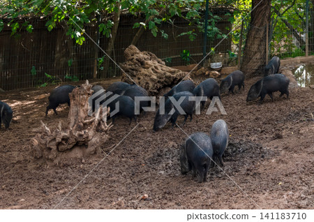 wild boars walking on the sand in a pigsty of zoo wild boars walking on the sand in a pigsty of zoo 141183710