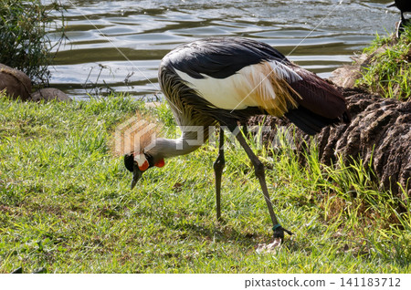 Close up view of an eastern crowned crane Close up view of an eastern crowned crane 141183712