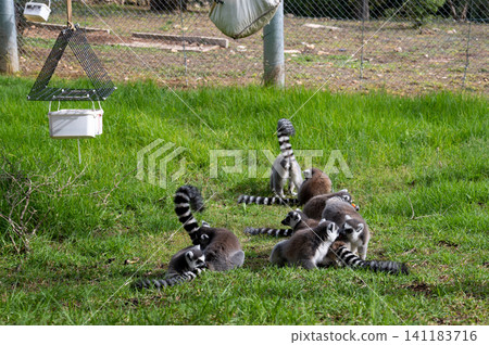 lemur monkey family on the grass biblical zoo Jerusalem lemur monkey family on the grass biblical zoo Jerusalem 141183716