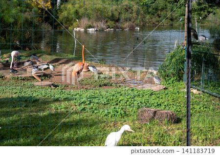 Pink long legs flamingo birds in a pond 141183719