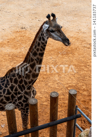 Giraffes in the Biblical Zoo in Jerusalem in an enclosure Giraffes in the Biblical Zoo in Jerusalem in an enclosure 141183737