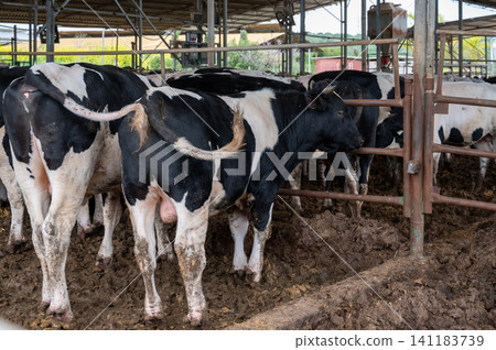 Beautiful close-up of black and white cows on a farm Beautiful close-up of black and white cows on a farm 141183739