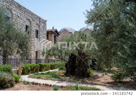 Gethsemane olive orchard. Garden of Gethsemane, Jerusalem, Israel. Gethsemane olive orchard. Garden of Gethsemane, Jerusalem, Israel. 141183742