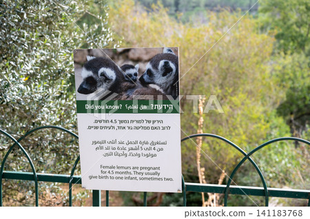 Plates describing the lemur monkeys of the Jerusalem Biblical Zoo 141183768