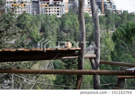 Golden Snub-nosed Monkey at the Jerusalem Biblical Zoo in Israel Golden Snub-nosed Monkey at the Jerusalem Biblical Zoo in Israel 141183769