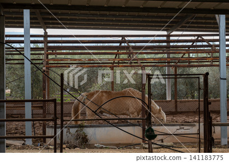 A light bay horse in a paddock eats hay 141183775