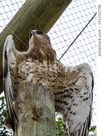 Red-tailed hawk at the Biblical Zoo in Jerusalem in Israel Red-tailed hawk at the Biblical Zoo in Jerusalem in Israel 141183786