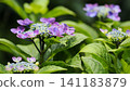 A beautiful hydrangea blooming in the rainy season 141183879