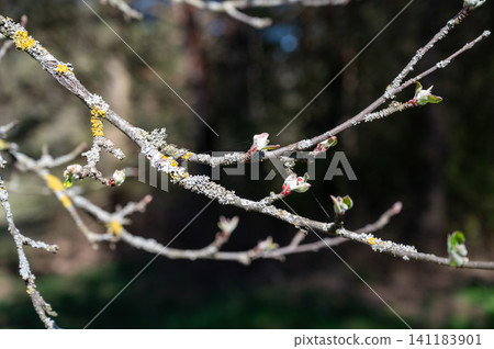 Close-up of tree branches with first young green buds and lichen opening in early spring forest 141183901