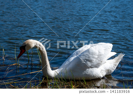 Graceful adult mute swan standing on a green grassy riverbank against blue water background Graceful adult mute swan standing on a green grassy riverbank against blue water background 141183916
