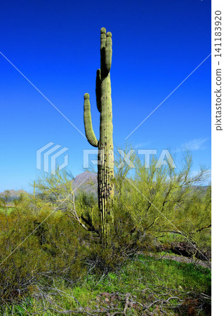 Old Saguaro Cactus Sonora desert Arizona Old Saguaro Cactus Sonora desert Arizona 141183920