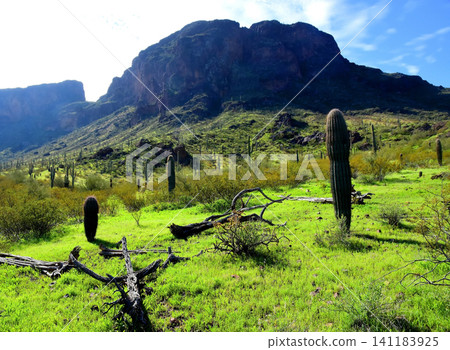 Old Saguaro Cactus Sonora desert Arizona Old Saguaro Cactus Sonora desert Arizona 141183925