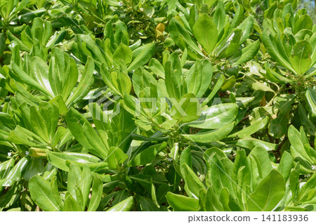 Vibrant green coastal plant leaf background texture Vibrant green coastal plant leaf background texture 141183936