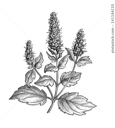 Patchouli plant. Hand-drawn ink sketch. 141184210