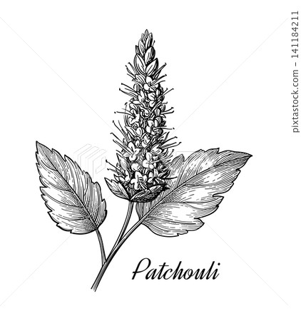 Patchouli plant. Hand-drawn ink sketch. Patchouli plant. Hand-drawn ink sketch. 141184211