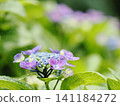 Hydrangeas blooming in the garden 141184272