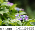 Hydrangea blooming in the clear of the rainy season 141184435