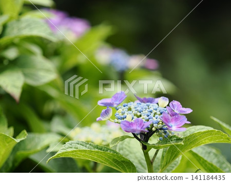 繡球花盛開在雨季的清除 繡球花盛開在雨季的清除 141184435