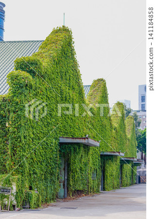 歷史倉庫外牆完全被綠色常春藤與爬牆虎覆蓋的垂直景觀 歷史倉庫外牆完全被綠色常春藤與爬牆虎覆蓋的垂直景觀 141184858