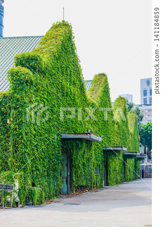 華山文創園區老工廠倉庫外牆綠色植物與藤蔓覆蓋特寫 華山文創園區老工廠倉庫外牆綠色植物與藤蔓覆蓋特寫 141184859