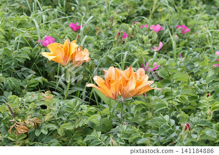Ezosukashiyuri Ezo Toruyuri, Hokkaido early summer flowers Ezosukashiyuri Ezo Toruyuri, Hokkaido early summer flowers 141184886
