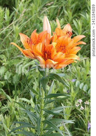 Ezosukashiyuri Ezo Toruyuri, Hokkaido early summer flowers Ezosukashiyuri Ezo Toruyuri, Hokkaido early summer flowers 141184889