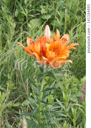 Ezosukashiyuri Ezo Toruyuri, Hokkaido early summer flowers Ezosukashiyuri Ezo Toruyuri, Hokkaido early summer flowers 141184893