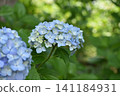 Light blue hydrangea 141184931
