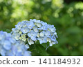 Light blue hydrangea 141184932