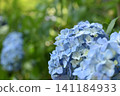 Light blue hydrangea 141184933