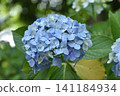 Light blue hydrangea 141184934