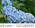 Light blue hydrangea 141184935