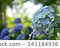 Light blue hydrangea 141184936