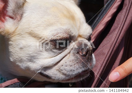 French Bulldog (dog) French Bulldog (dog) 141184942