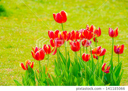 Lots of red tulips and meadows Lots of red tulips and meadows 141185066