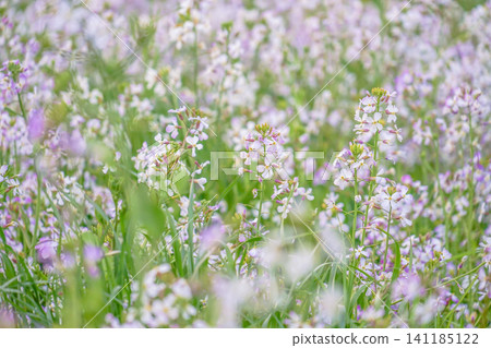 Spring Flower Field Spring Flower Field 141185122