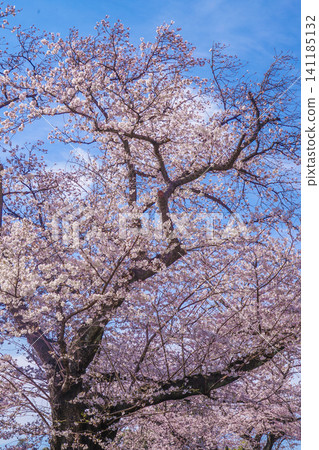 在隅田公園的櫻花 141185132
