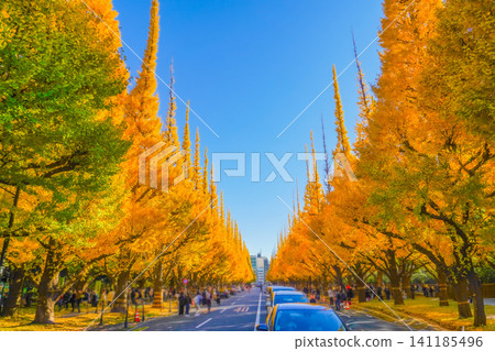 Meiji Jingu Gaien Ginkgo Trees Meiji Jingu Gaien Ginkgo Trees 141185496