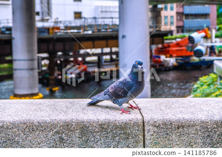Pigeons accustomed to people in the urban landscape of Yokohama, Japan. They seemed wary... staring at me... Nihonbashi seems to be their hangout spot... Pigeons accustomed to people in the urban landscape of Yokohama, Japan. They seemed wary... staring at me... Nihonbashi seems to be their hangout spot... 141185786