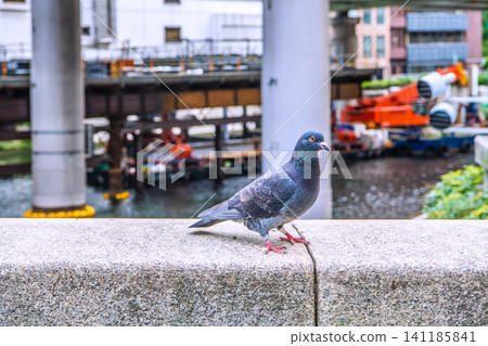 Pigeons accustomed to people in the urban landscape of Yokohama, Japan. They seemed wary... staring at me... Nihonbashi seems to be their hangout spot... 141185841