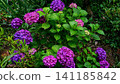  hydrangea 141185842
