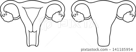 Uterus simple line drawing 141185954