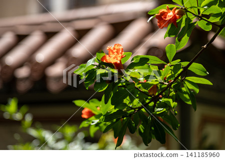 庭院橘紅石榴花綻放特寫 141185960
