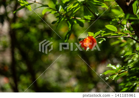 庭院橘紅石榴花綻放特寫 庭院橘紅石榴花綻放特寫 141185961