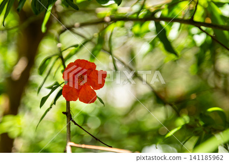 庭院橘紅石榴花綻放特寫 庭院橘紅石榴花綻放特寫 141185962