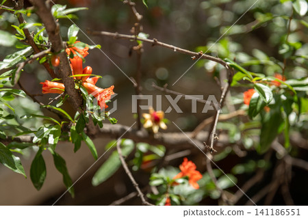 Still life photography of pomegranate tree silhouettes on a stone slab ground, dappled sunlight, and fallen petals in a traditional Chinese courtyard. Still life photography of pomegranate tree silhouettes on a stone slab ground, dappled sunlight, and fallen petals in a traditional Chinese courtyard. 141186551