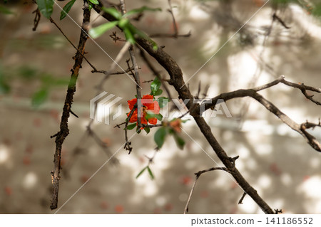 Still life photography of pomegranate tree silhouettes on a stone slab ground, dappled sunlight, and fallen petals in a traditional Chinese courtyard. Still life photography of pomegranate tree silhouettes on a stone slab ground, dappled sunlight, and fallen petals in a traditional Chinese courtyard. 141186552
