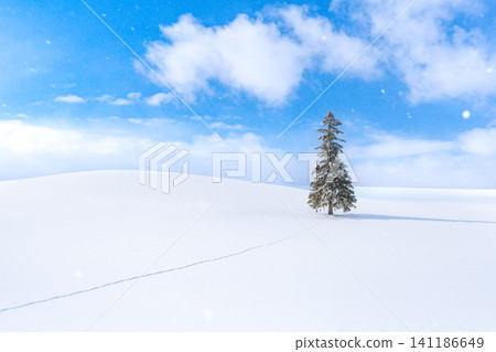 北海道的冬季景色：美瑛，一棵聖誕樹 [北海道旭川市] 141186649