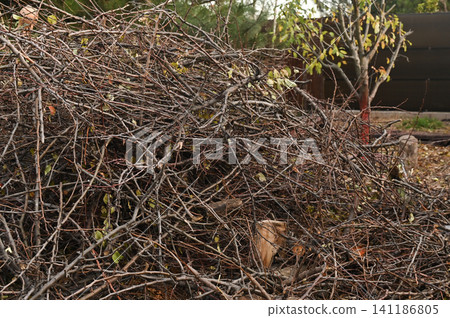 Pile of scattered branches and fallen twigs on the forest floor, mixed with dried leaves in an autumn setting. Nature waste accumulated in outdoor environment, creating a messy organic scene. Pile of scattered branches and fallen twigs on the forest floor, mixed with dried leaves in an autumn setting. Nature waste accumulated in outdoor environment, creating a messy organic scene. 141186805