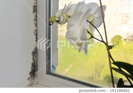 Window corner shows dark mildew buildup near houseplant and wet surface caused by humidity indoors. Window corner shows dark mildew buildup near houseplant and wet surface caused by humidity indoors. 141186881